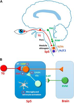 Mechanisms of Peripheral and Central Pain Sensitization: Focus on Ocular Pain